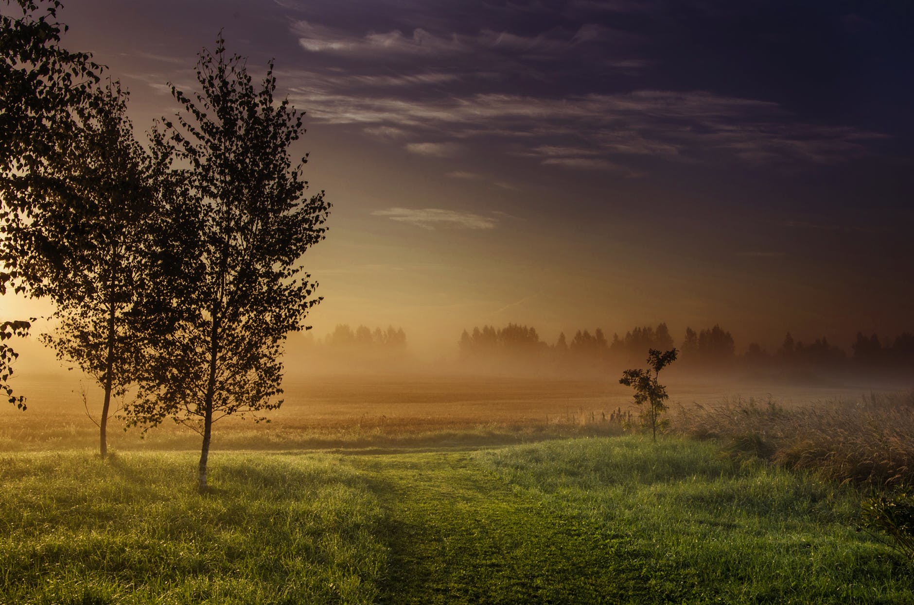 landscape photography green grass field beside dark foggy forest during golden hour